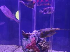 -太平洋海底世界