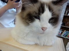 -猫色咖啡·猫咖