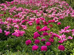 -洛阳市隋唐城遗址植物园