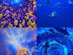 -海合安青岛极地海洋公园