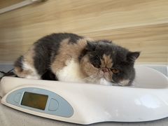 -瑞派宠物医院·犬猫全科·猫友好(宾水西道店)