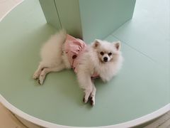 -怪兽屋·羊驼·猫咖·狗咖(俊华广场店)