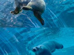 -珠海长隆海洋王国