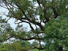 -良渚古城遗址公园