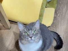 -MOCHA明星猫咖(田子坊店)