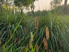 -东郊湿地公园