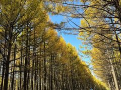 -塞罕坝国家级自然保护区