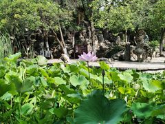 -莲湖公园