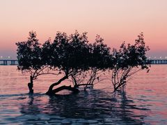 -宝安西湾红树林湿地公园