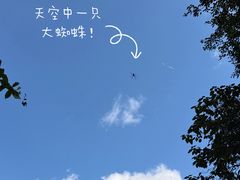 -野象谷景区