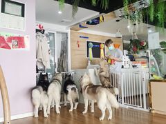 -Husky Go! 哈士奇体验馆·宠物咖啡厅狗咖