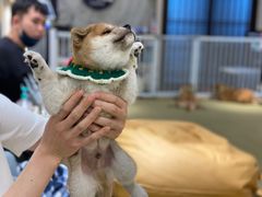 -逗柴咖啡屋·狗咖猫咖宠物桌游
