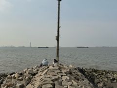 -上海滨江森林公园
