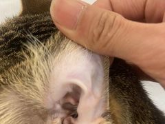 -comecome来吧宠物(奥克斯中心店)