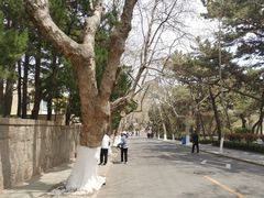 -八大关景区