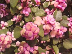-花鸟鱼虫鲜花绿植市场(玉泉路店)
