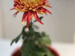 -汇龙潭
