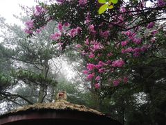 -庐山风景区花径公园