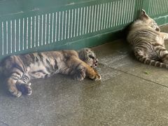 -秦皇岛野生动物园