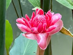 -中国科学院西双版纳热带植物园