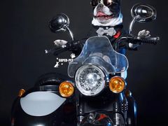 -超宠爱宠物摄影-Super pet