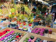 -曲阳花鸟市场(曲阳路店)