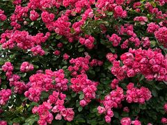 -广富林郊野公园