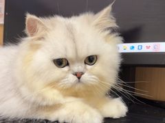 -瑞派康怡24h宠物医院·犬猫医疗中心·微创绝育(瑞景分院)