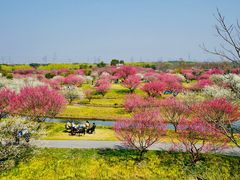 -花开海上生态园
