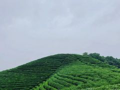 -龙坞茶村