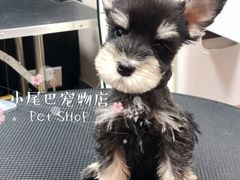 -小尾巴宠物店(万科·金域华庭店)