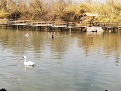 -溱湖国家湿地公园