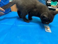 -宠福鑫动物医院(望京分院)