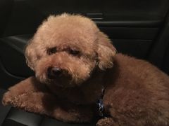 -Oh My Dog宠物沙龙(伊珊娜皮毛护理店)