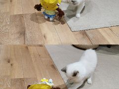 -瞄一喵猫咖(格力海岸店)