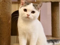 -猫咪派对(江南西店)