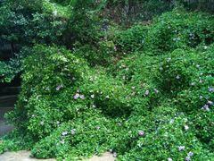 android_upload_pic-海鸥岛