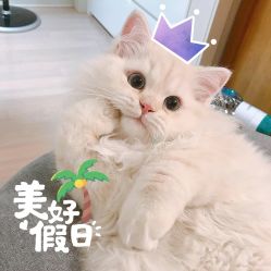 -花师傅