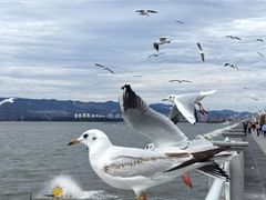 -海埂大坝