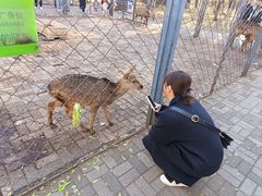 -长白岛森林公园