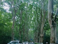 -紫金山山顶公园
