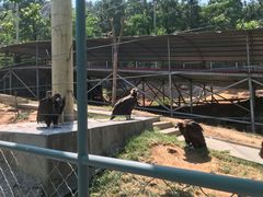 -西霞口神雕山野生动物世界