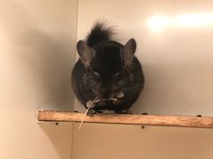 -龙猫仔乐园(惠福东路店)