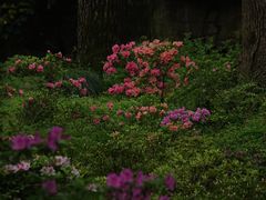 -上海滨江森林公园