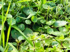 -桤木河湿地公园