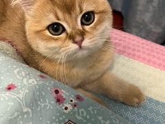 -欣宠猫屋·矮脚拿破仑·蓝金金渐层