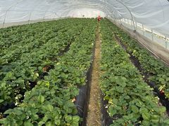 -喜杨洋草莓采摘园