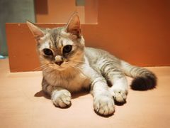 -猫儿山۰猫主题餐厅