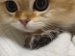 -欣宠猫屋·矮脚拿破仑·蓝金金渐层