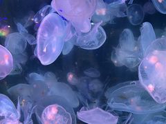 -太平洋海底世界